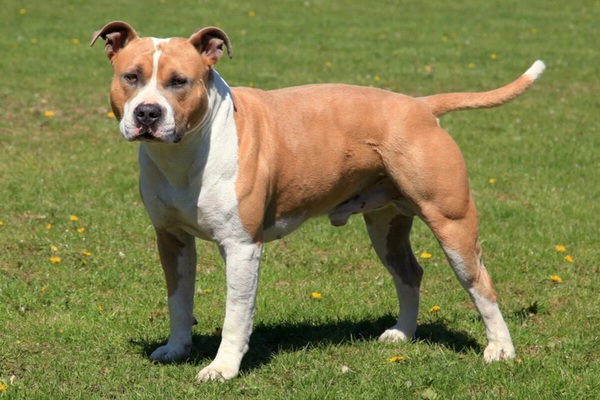 amstaff-panakei